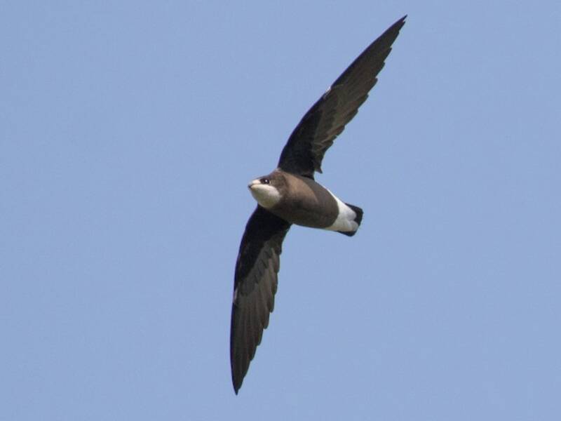 White-throated Needletail, 照片 4