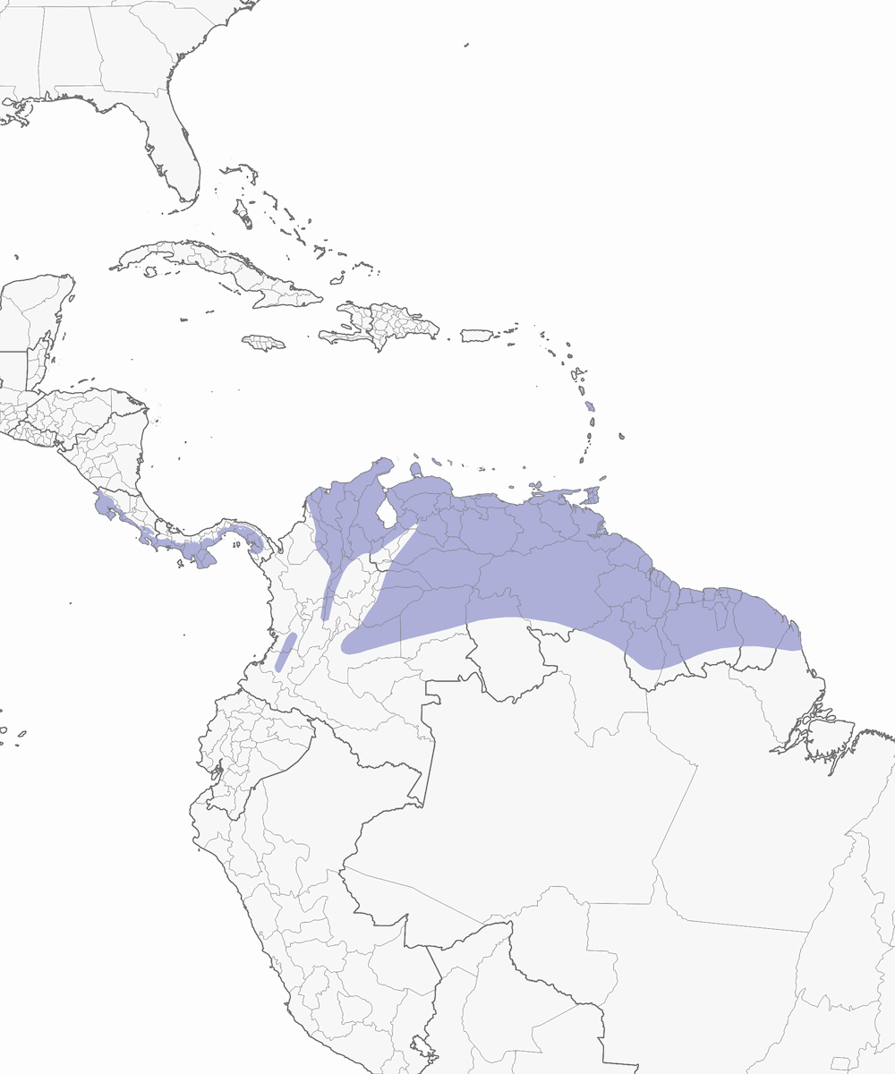 Succiacapre codabianca, Distribuzione 1