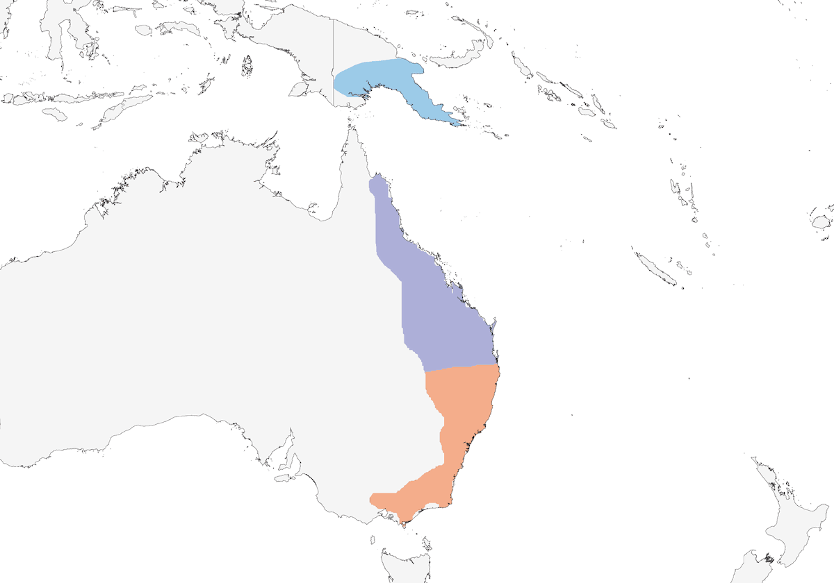 Chotacabras Gorgiblanco, Distribución 1