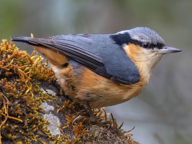 White-tailed Nuthatch, Photos 3