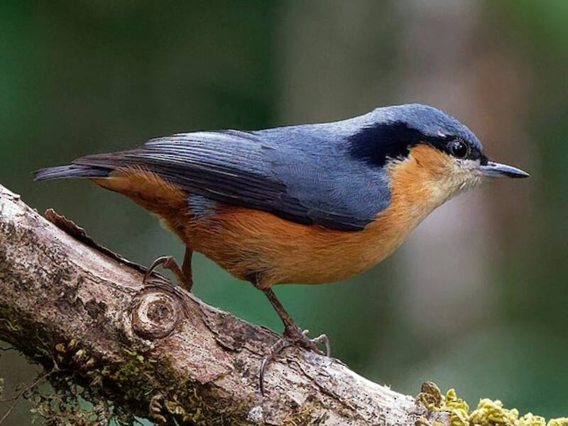 White-tailed Nuthatch, Photos 4