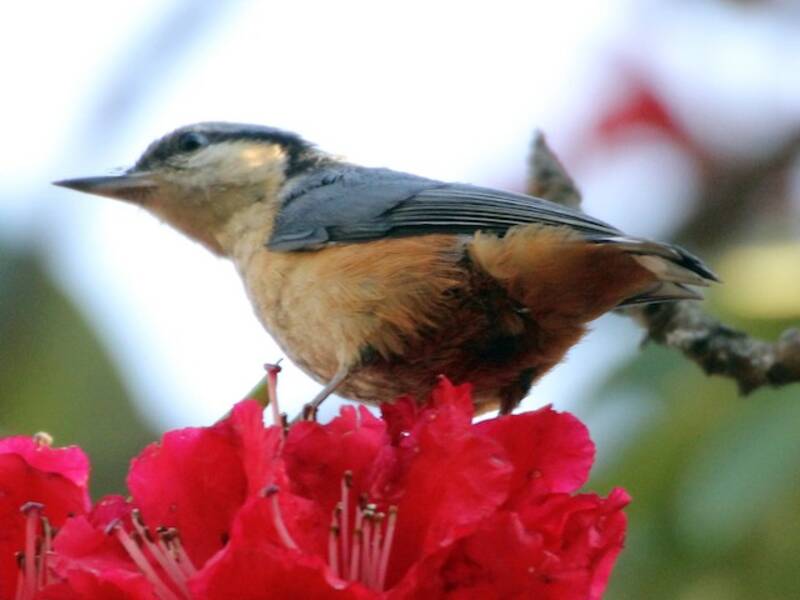 White-tailed Nuthatch