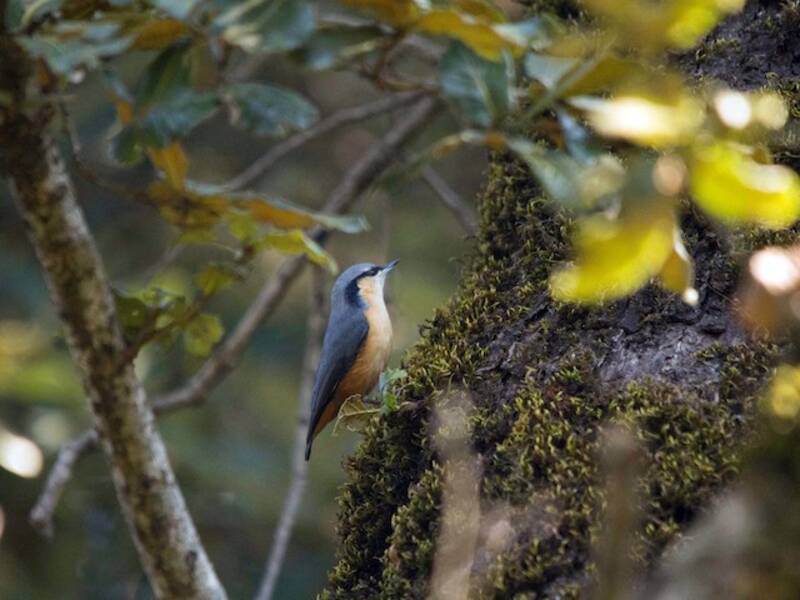 White-tailed Nuthatch, Photos 2