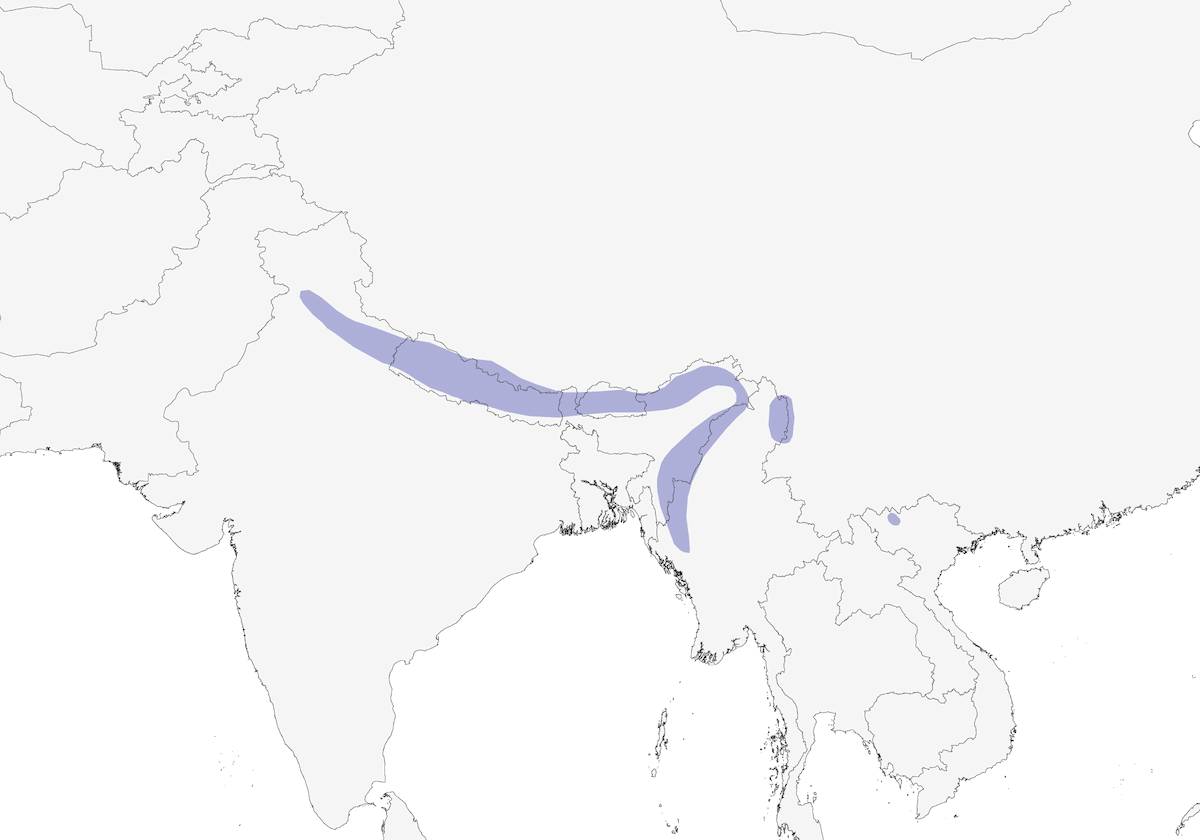 White-tailed Nuthatch, Distribution 1