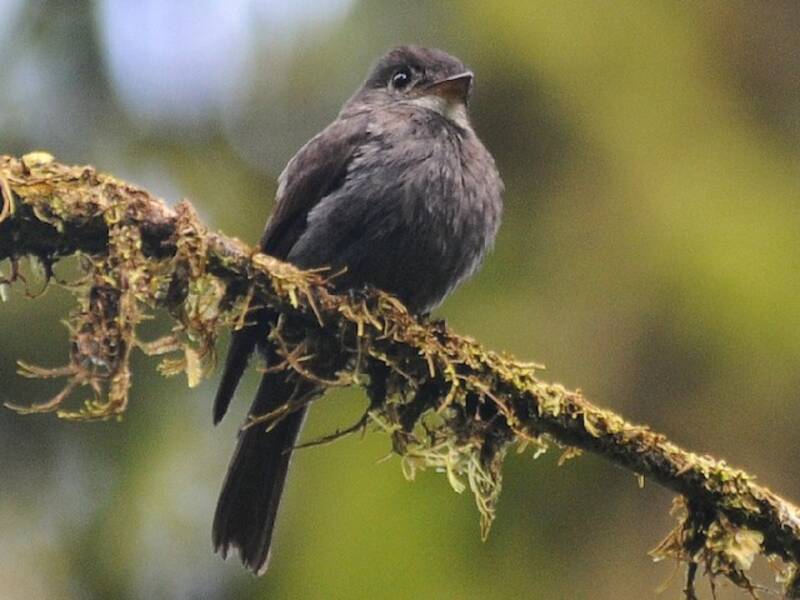 Weißkehl-Pewee, Fotos 3