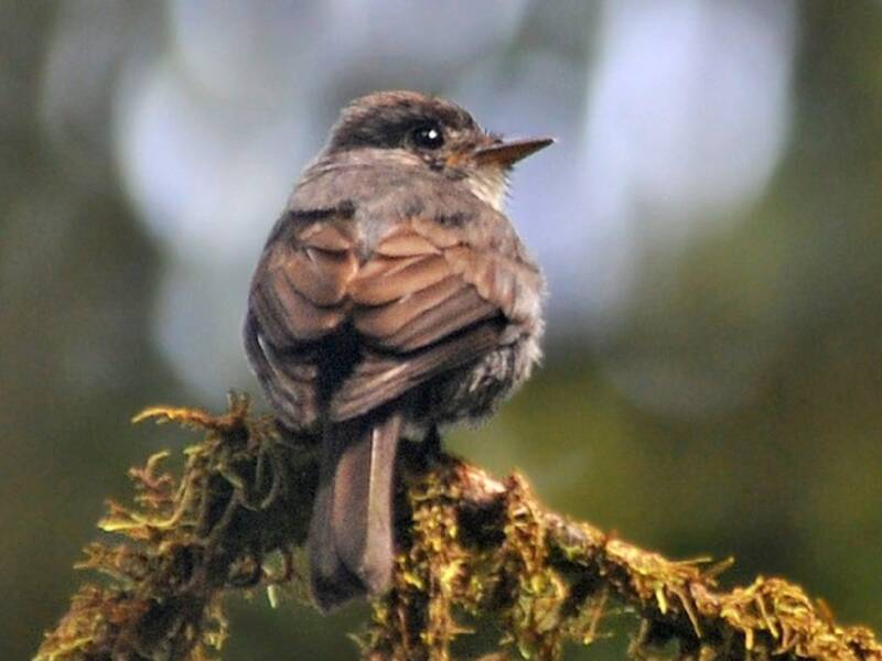 Weißkehl-Pewee, Fotos 2