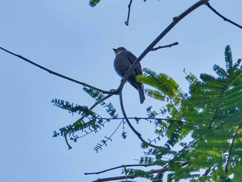 Weißkehl-Pewee, Fotos 4
