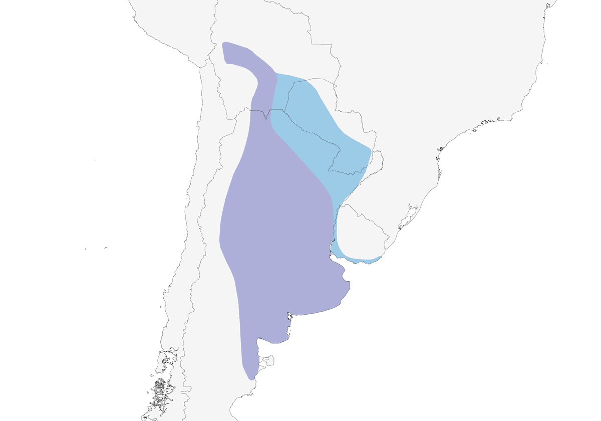 Phytotome roux, Distribution 1