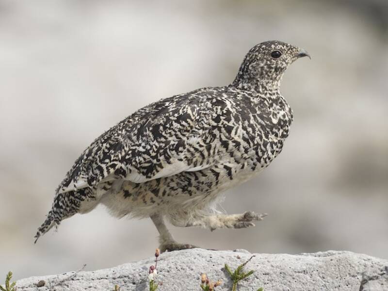 White-tailed Ptarmigan, 照片 4