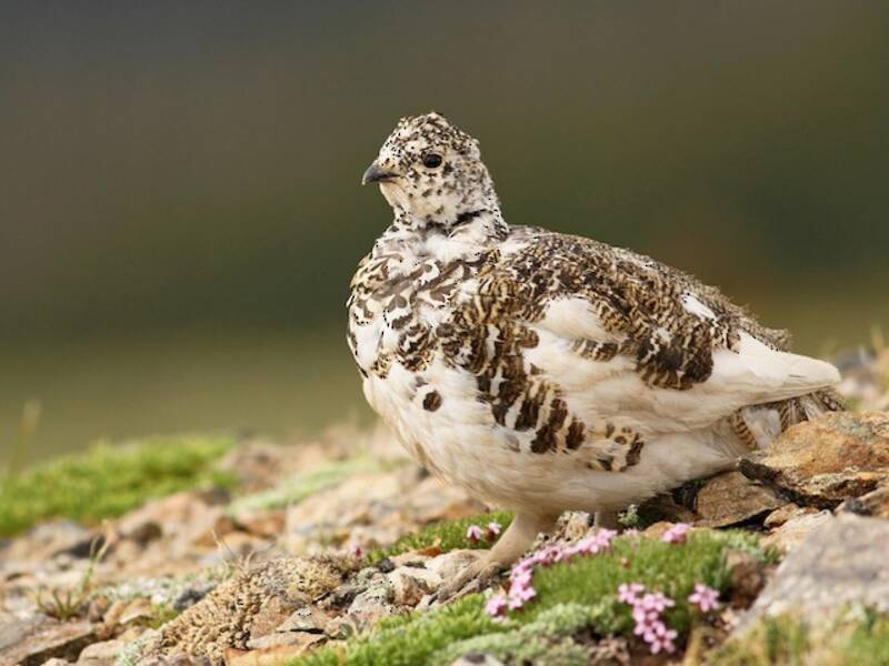 White-tailed Ptarmigan, 照片 2