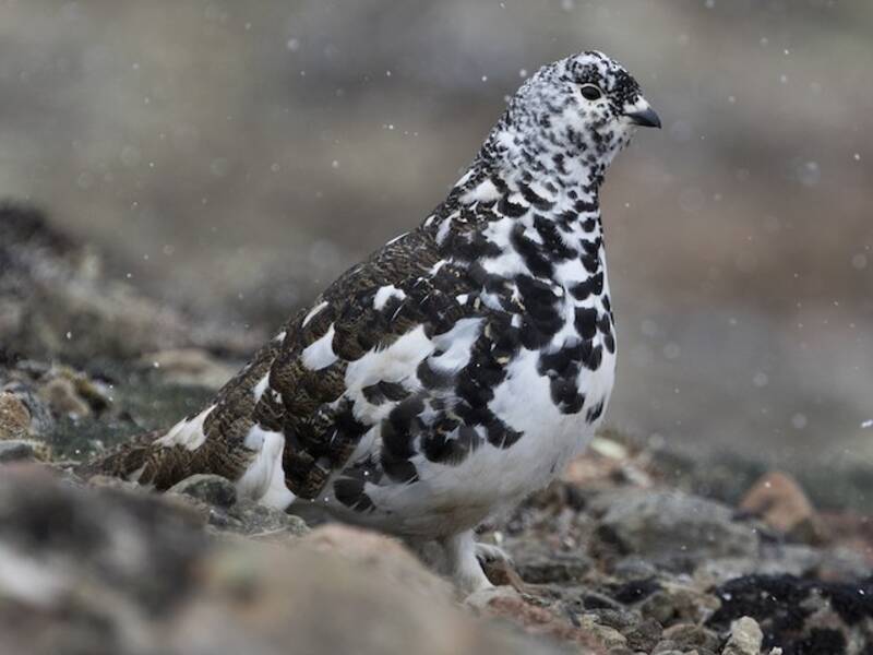 White-tailed Ptarmigan