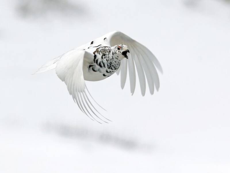 White-tailed Ptarmigan, 照片 3