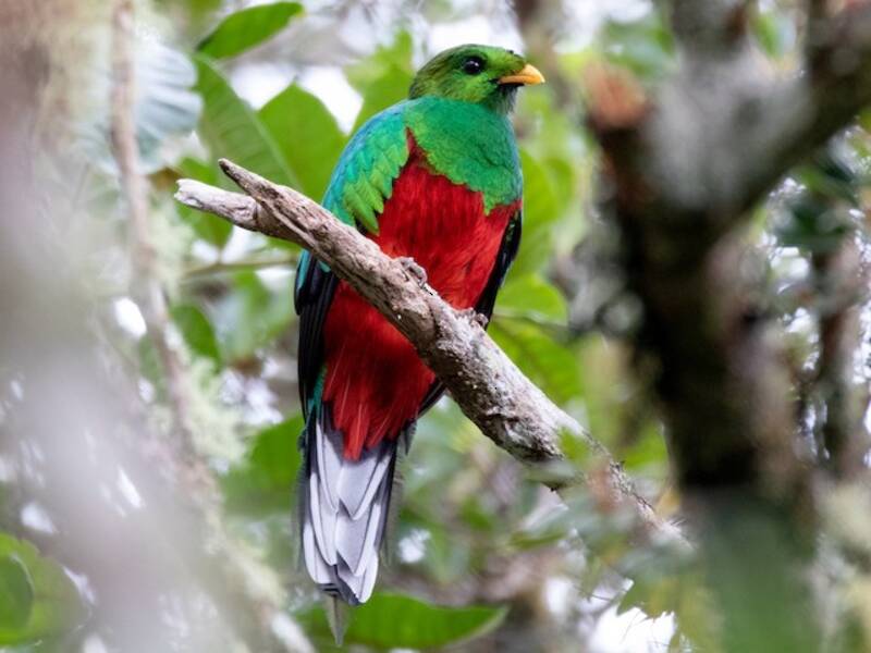 Quetzal à queue blanche, Photos 3