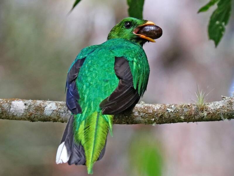 Quetzal à queue blanche, Photos 4