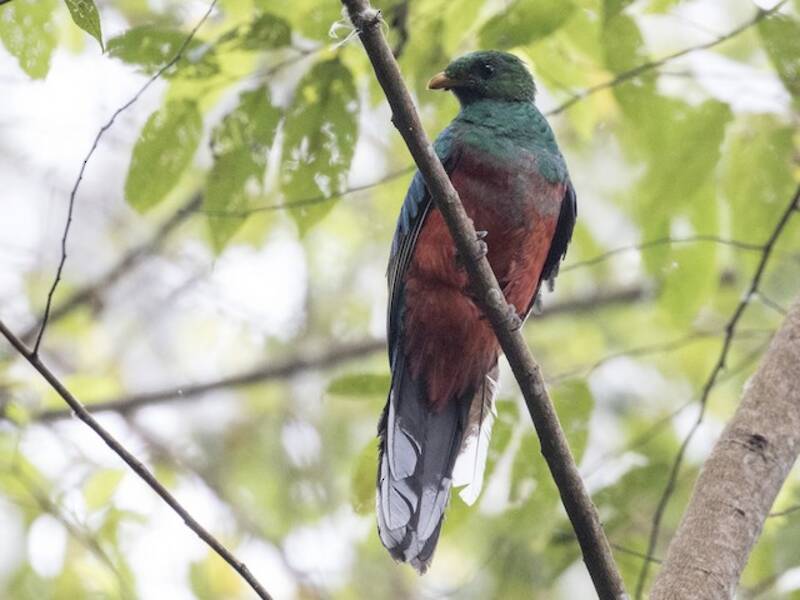 Quetzal à queue blanche