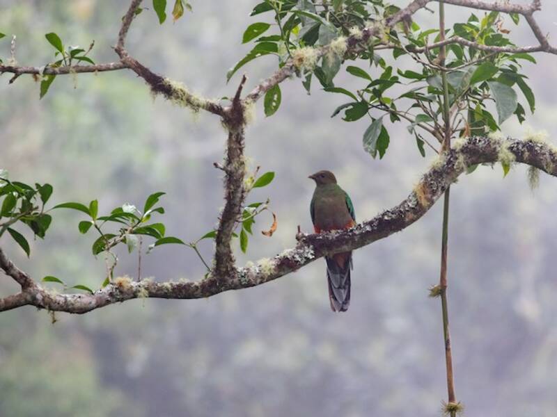 Quetzal à queue blanche, Photos 2