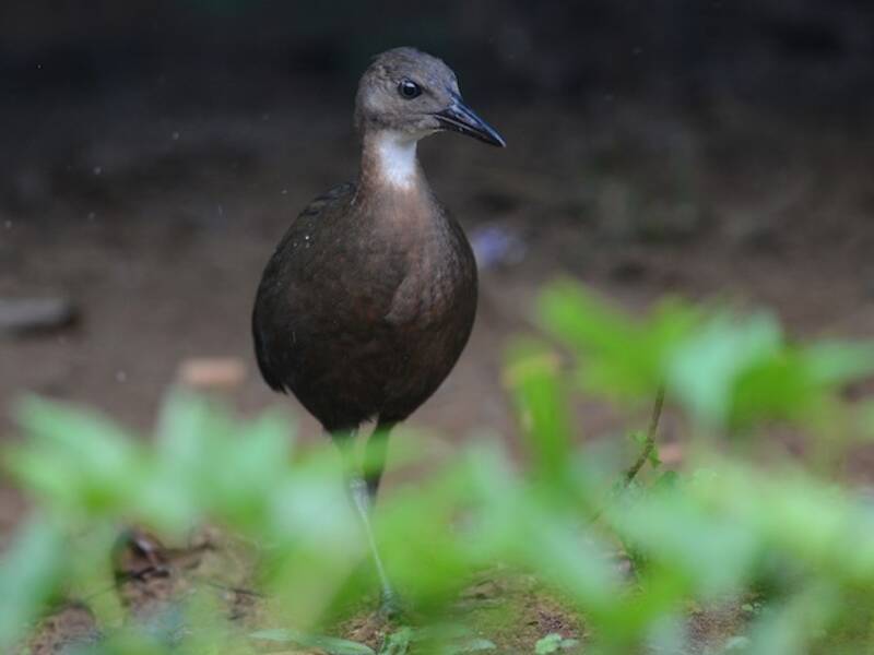 White-throated Rail, Photos 4