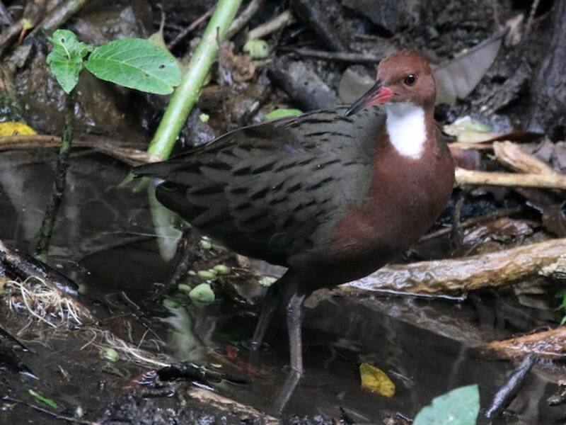 White-throated Rail, Photos 3