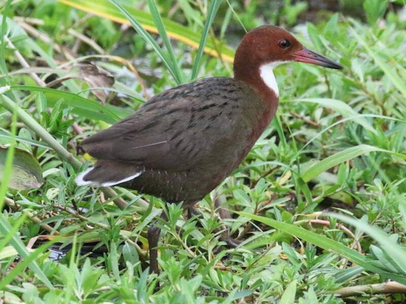 White-throated Rail, Photos 2