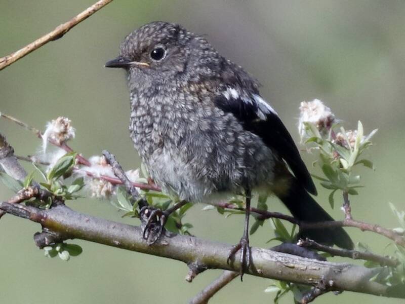 White-throated Redstart