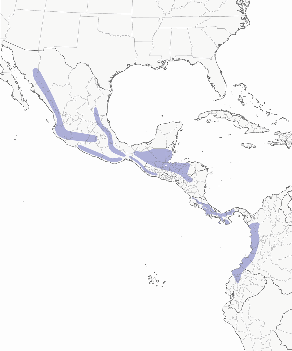 Zorzal Gorjiblanco, Distribución 1