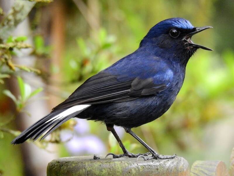 White-tailed Robin, Photos 2