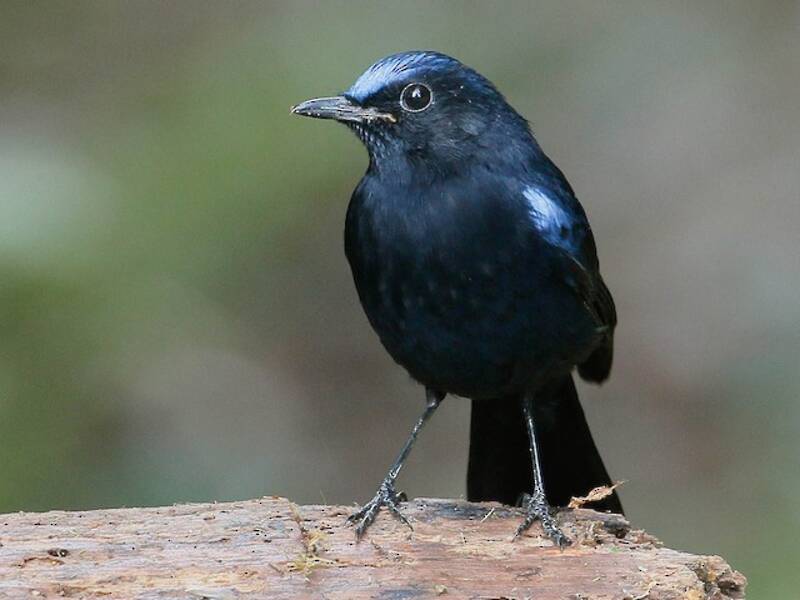 White-tailed Robin, Photos 4