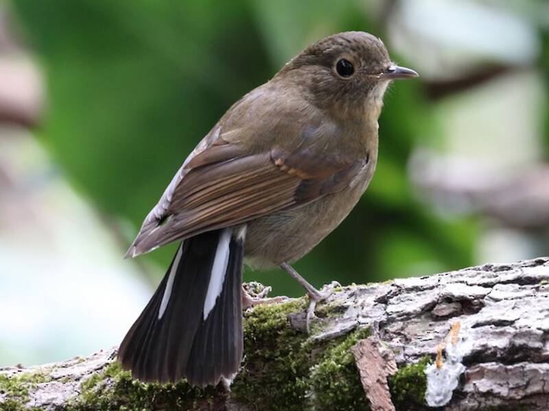 White-tailed Robin, Photos 3
