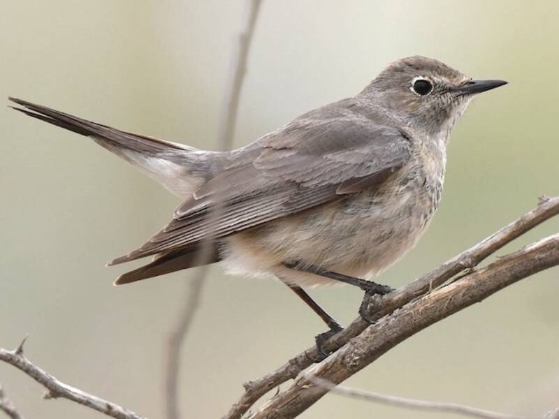 White-throated Robin