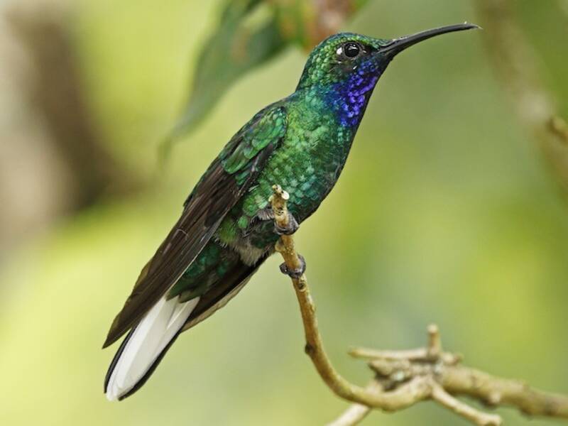 Colibri ensifère, Photos 3