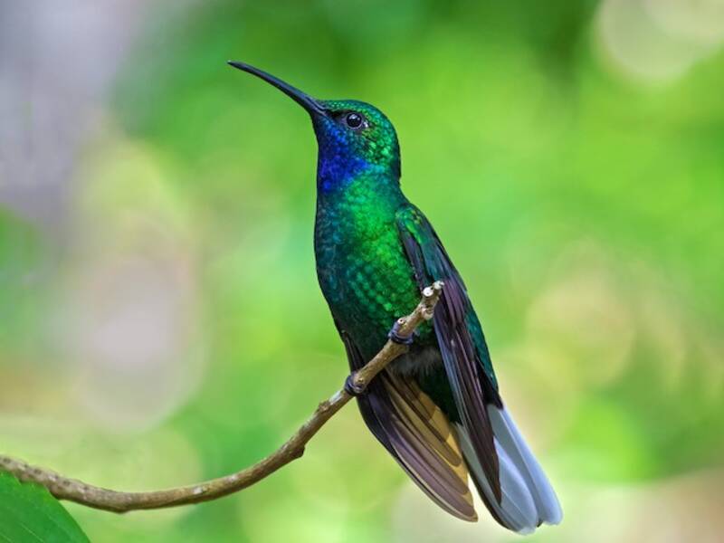 Colibri ensifère, Photos 2
