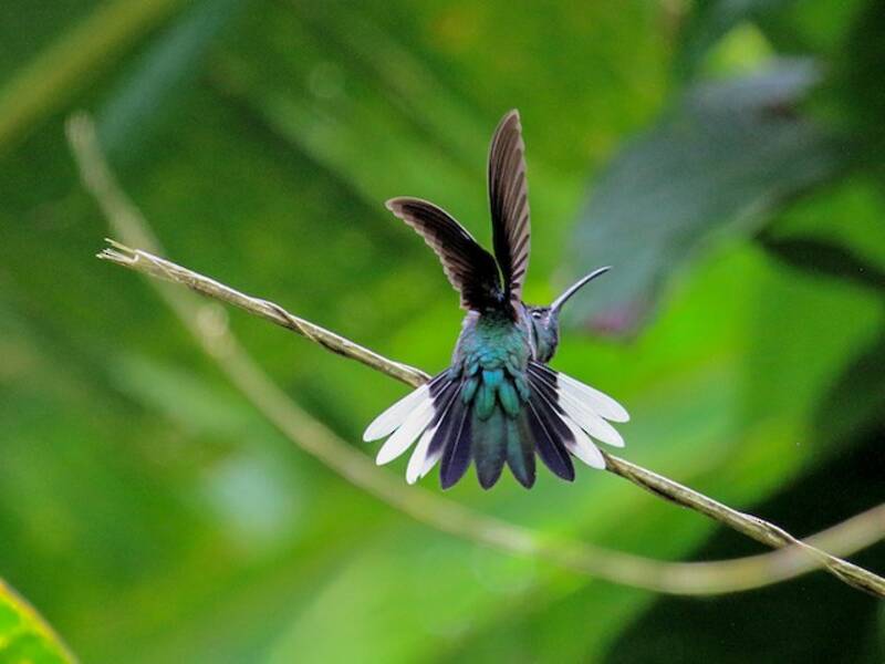White-tailed Sabrewing