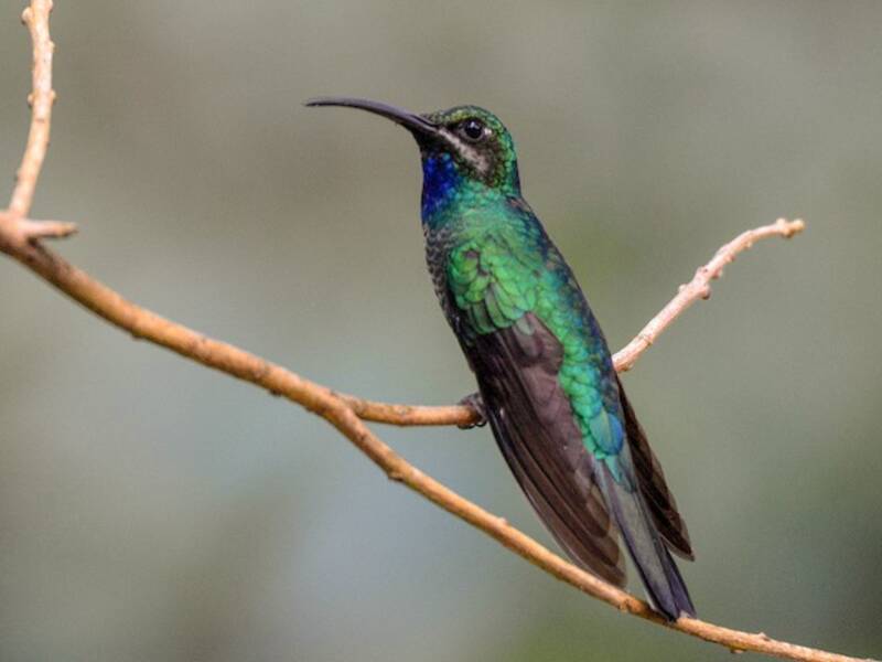 Colibri ensifère, Photos 4