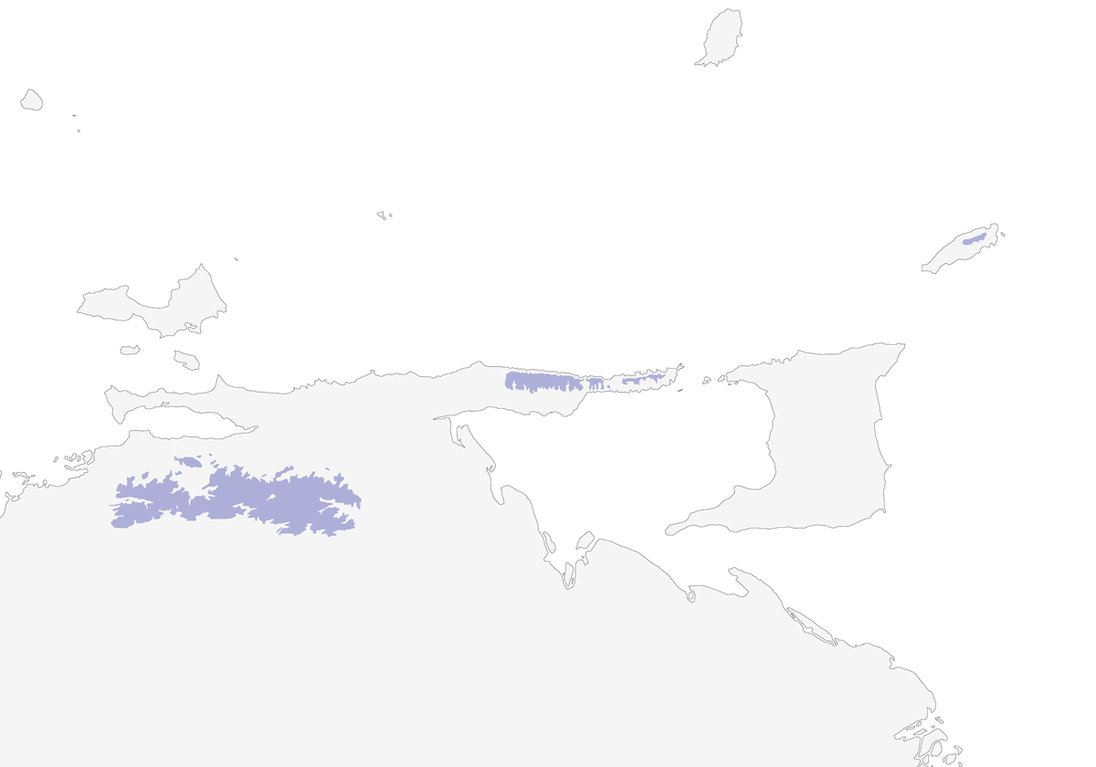 Colibri ensifère, Distribution 1