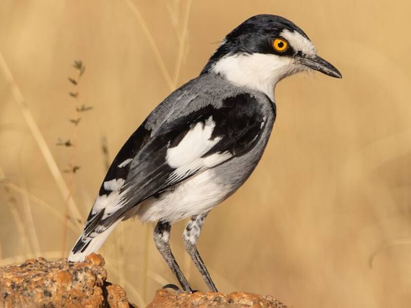 White-tailed Shrike, Photos 3