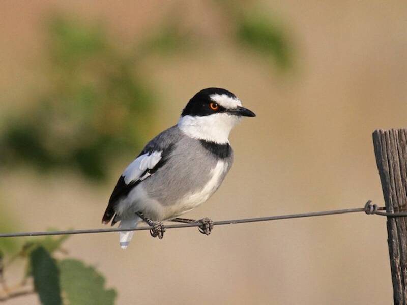 White-tailed Shrike, Photos 4