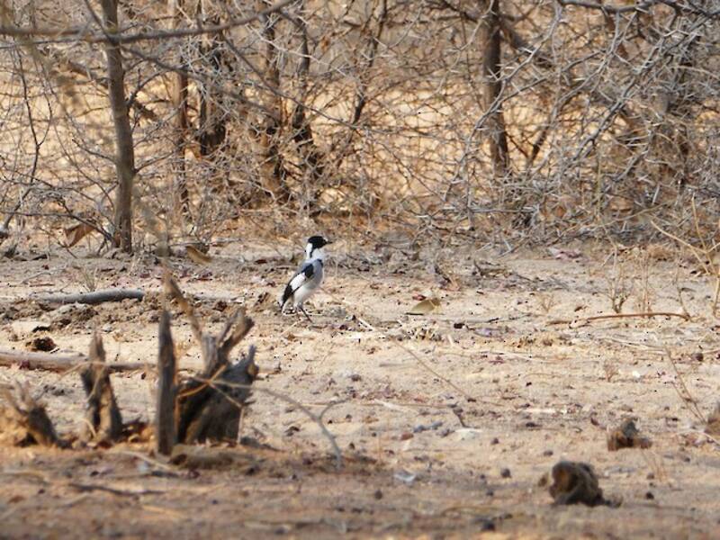 White-tailed Shrike, Photos 2