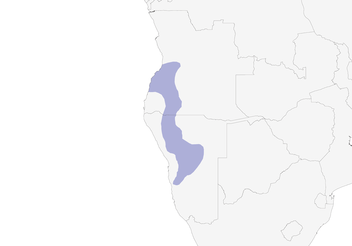White-tailed Shrike, Distribution 1