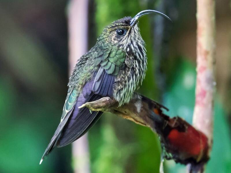 White-tipped Sicklebill, Photos 4