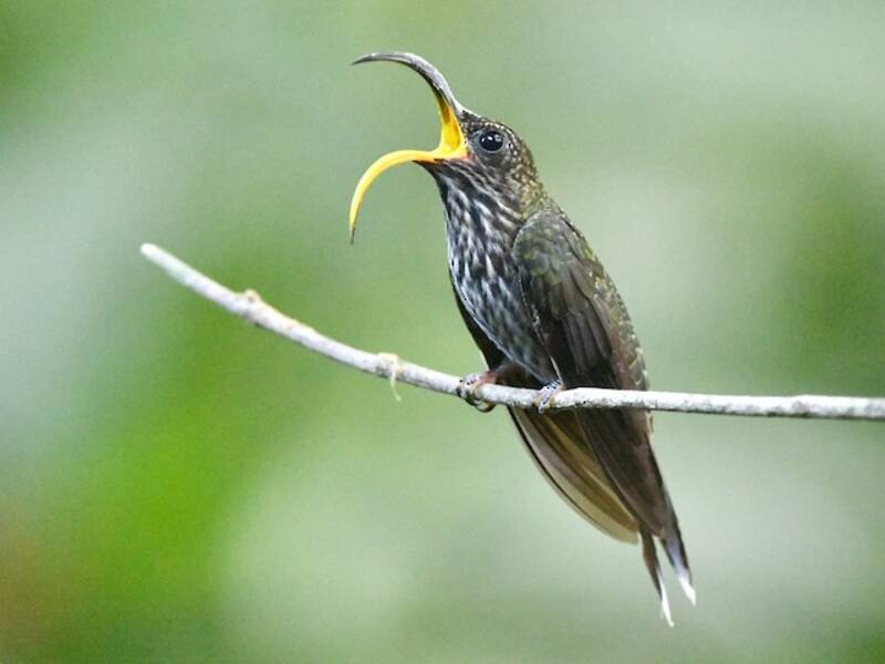 White-tipped Sicklebill, Photos 2