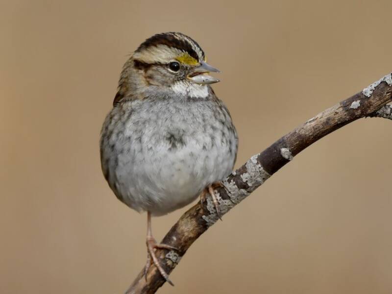 White-throated Sparrow