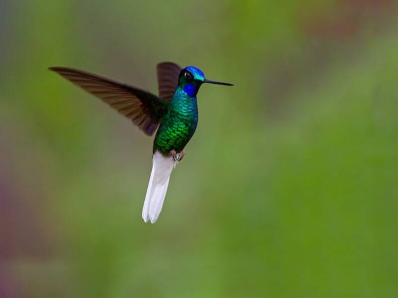 Weißschwanz-Sternkolibri