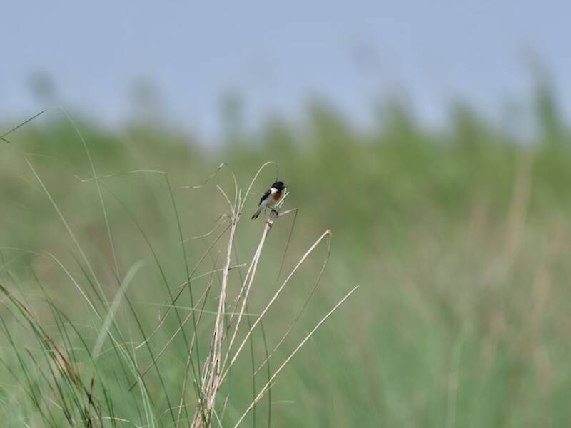 White-tailed Stonechat
