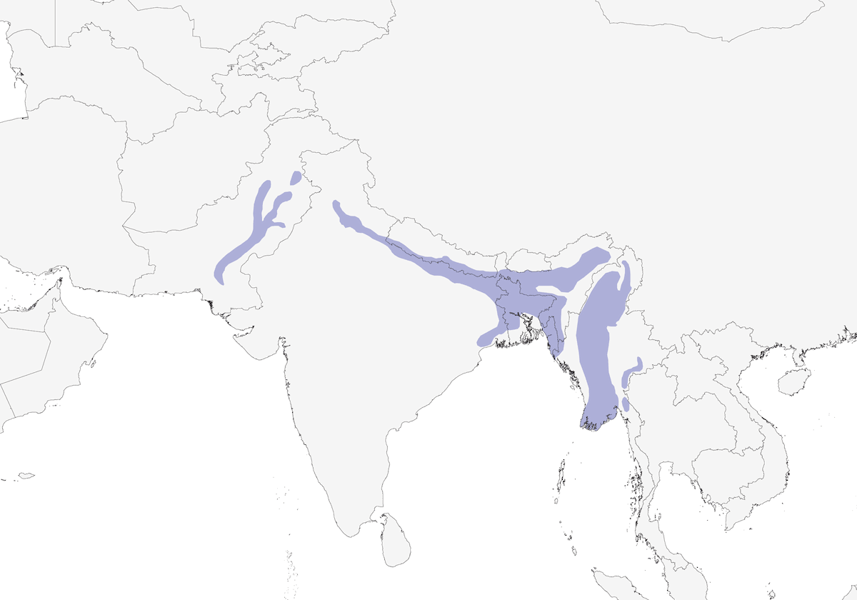Saltimpalo codabianca, Distribuzione 1