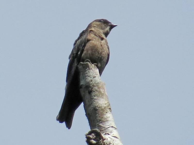 Weißschenkelschwalbe - Atticora tibialis