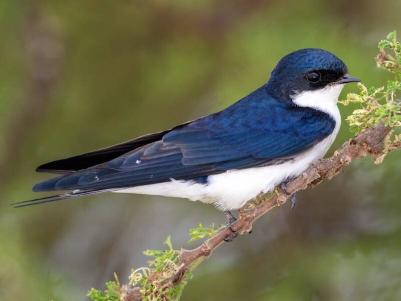 Golondrina coliblanca, Fotos 2