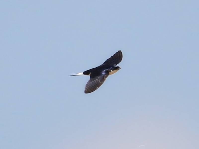 Golondrina coliblanca, Fotos 3