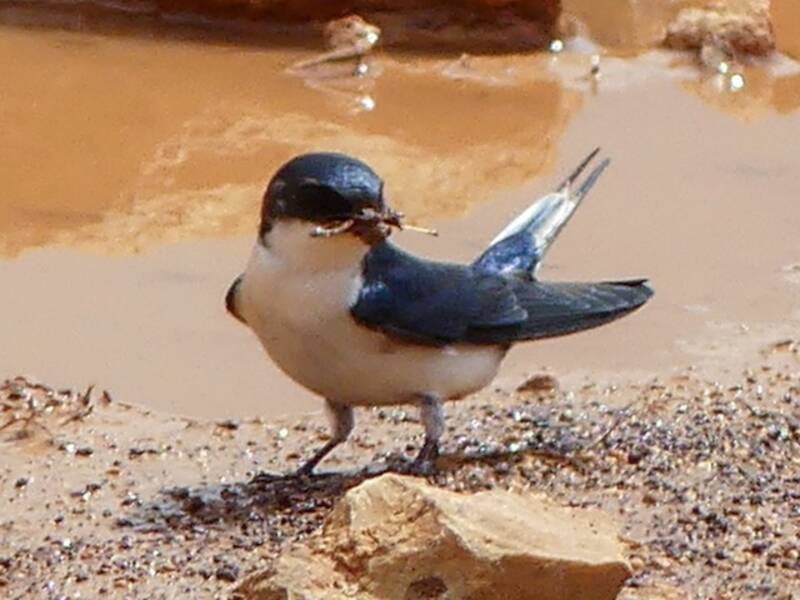 Golondrina coliblanca, Fotos 4