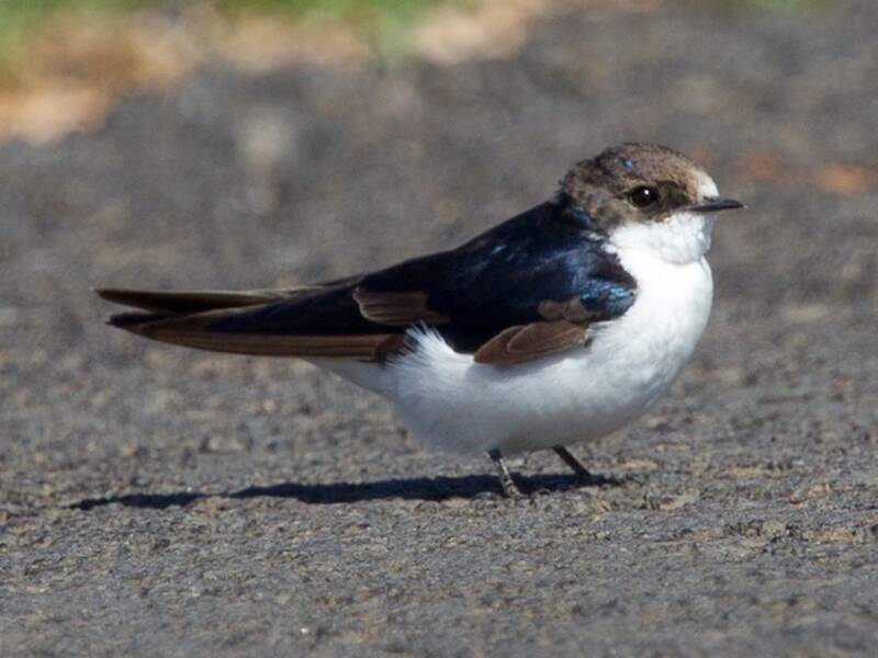Golondrina coliblanca