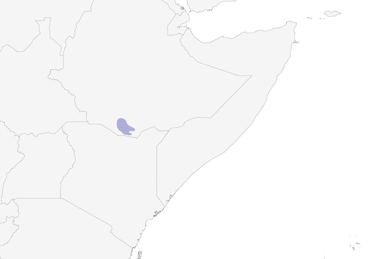 Golondrina coliblanca, Distribución 1